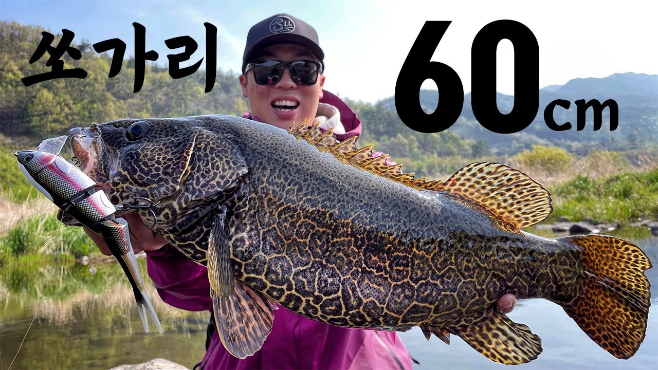 대형 사고 쳤습니다! 빅베이트 전설의 물고기 쏘가리 6짜! [with 신현민]