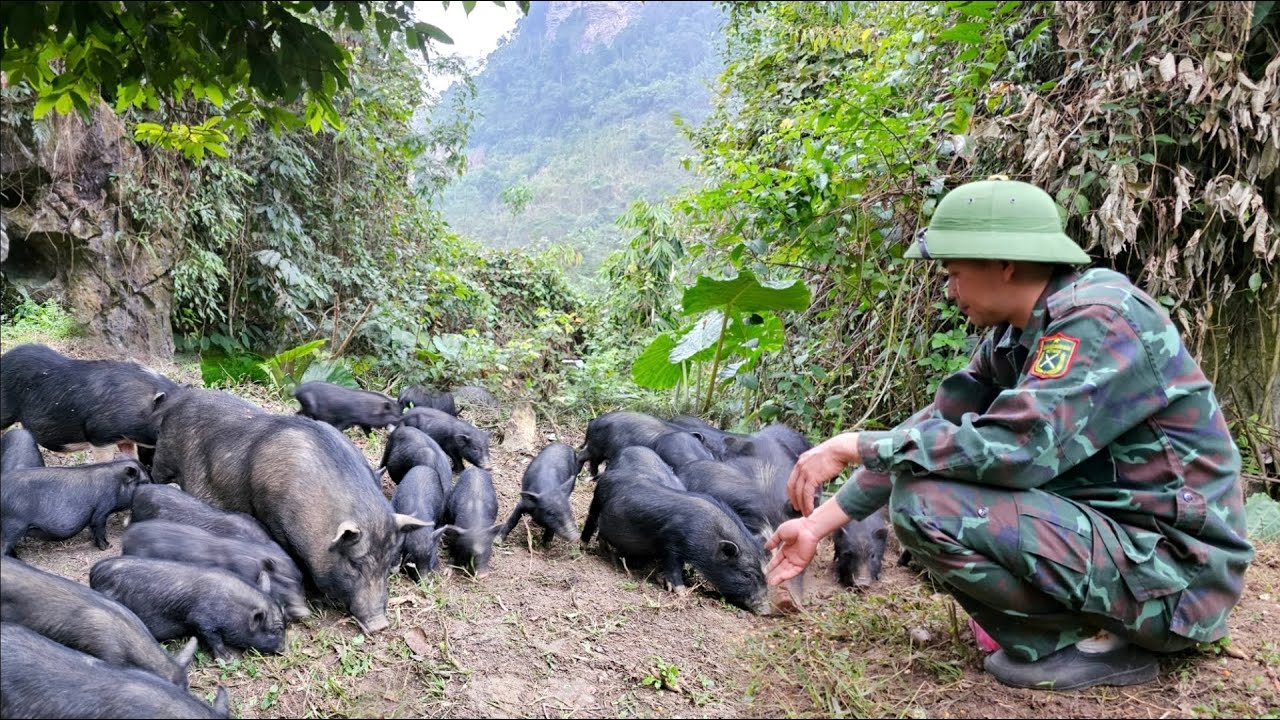 Phuong Vy's father used all his savings to buy more pigs for breeding, expanding his pig farm.