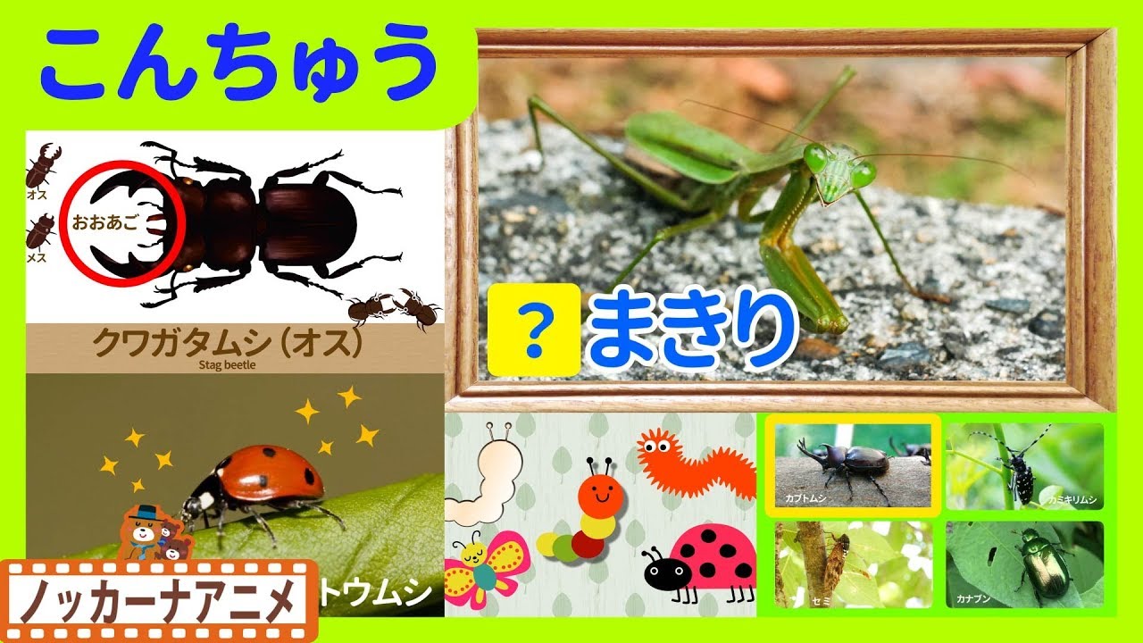 昆虫 キッズアニメ＃５★カブトムシ・クワガタムシ・カマキリ★子供向けアニメ★Insects animation for kids