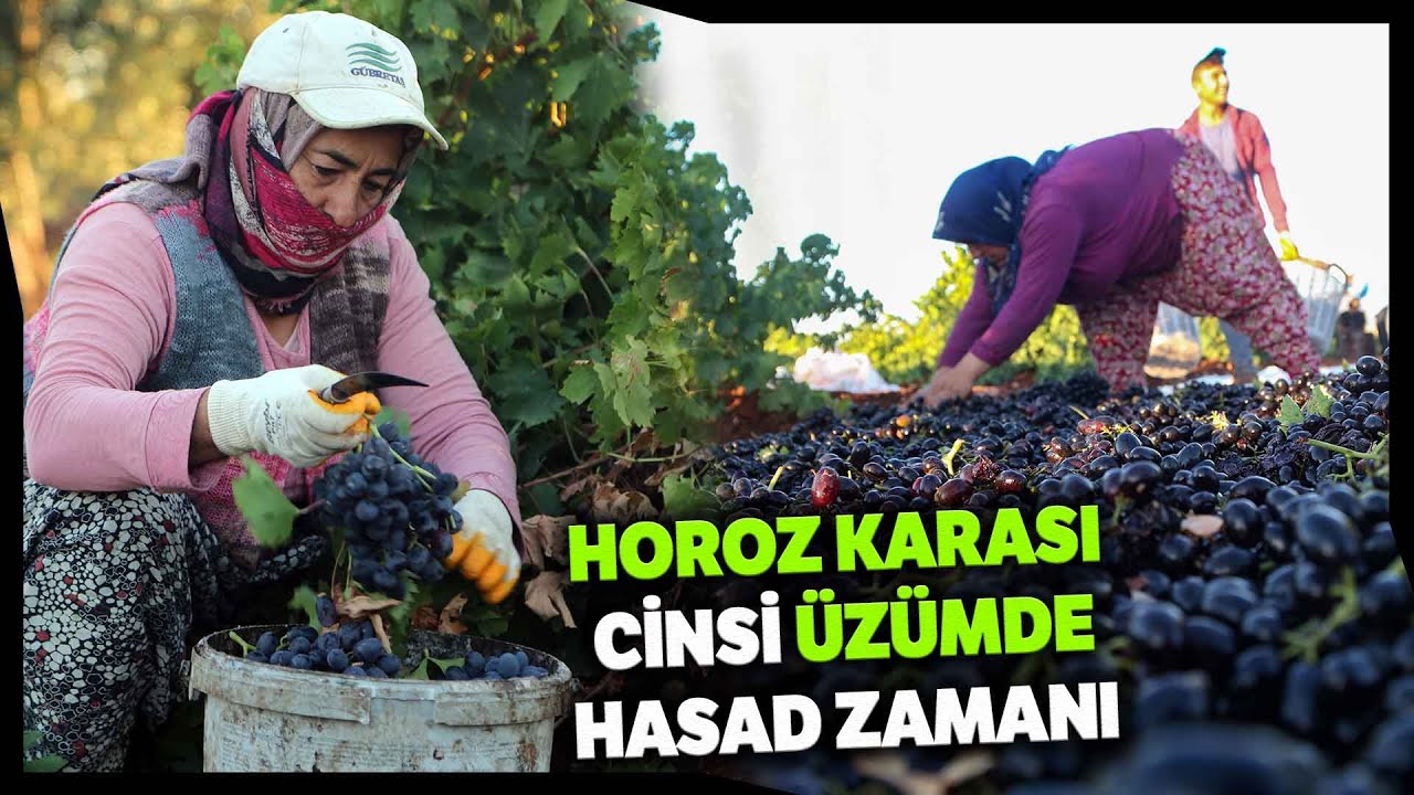 'Kilis Karası' Üzümünün Hasadı Başladı