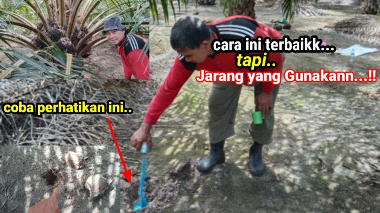 RAHASIA PEMUPUKAN KELAPA SAWIT YANG BENAR|| PEMUPUKAN TEKNIK DIBENAM !!!