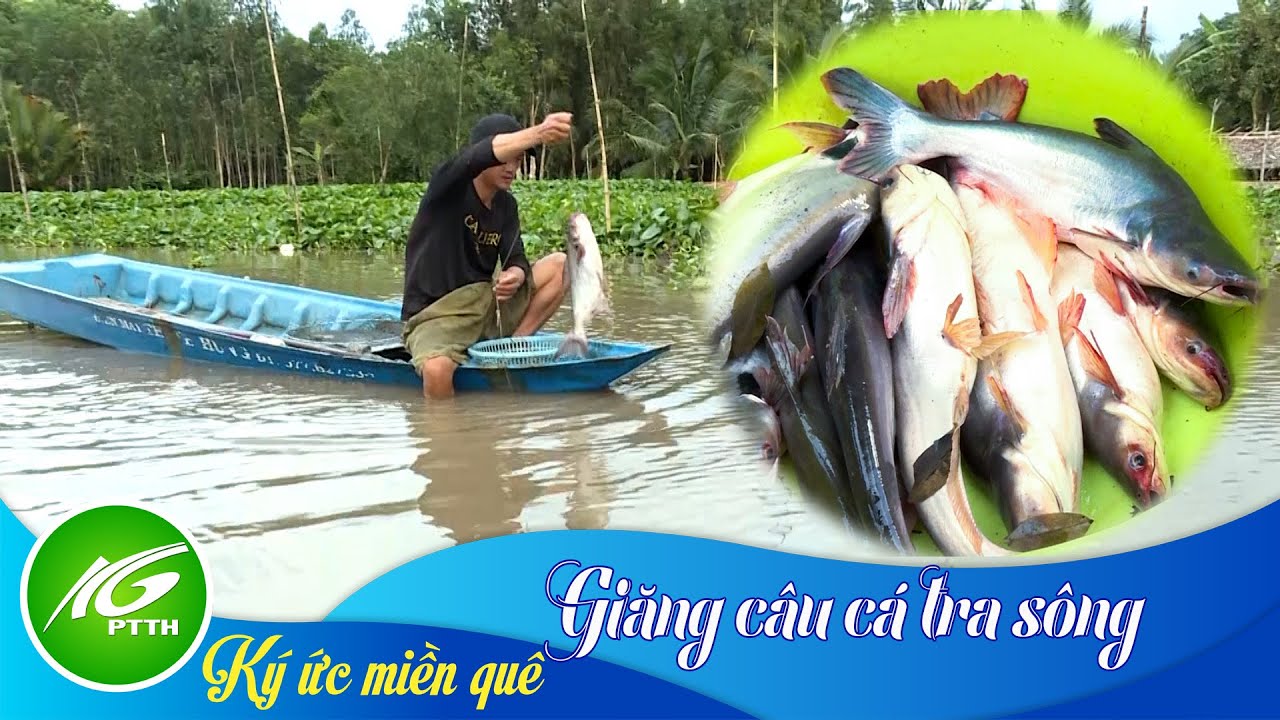 K&yacute; ức miền qu&ecirc; | Giăng c&acirc;u c&aacute; tra s&ocirc;ng | THKG