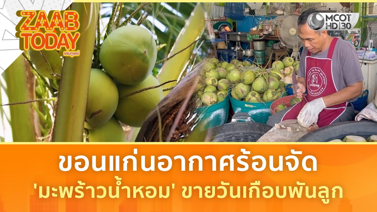 ขอนแก่นอากาศร้อนจัด 'มะพร้าวน้ำหอม' ขายวันเกือบพันลูก (13 มี.ค. 69) | แซ่บทูเดย์