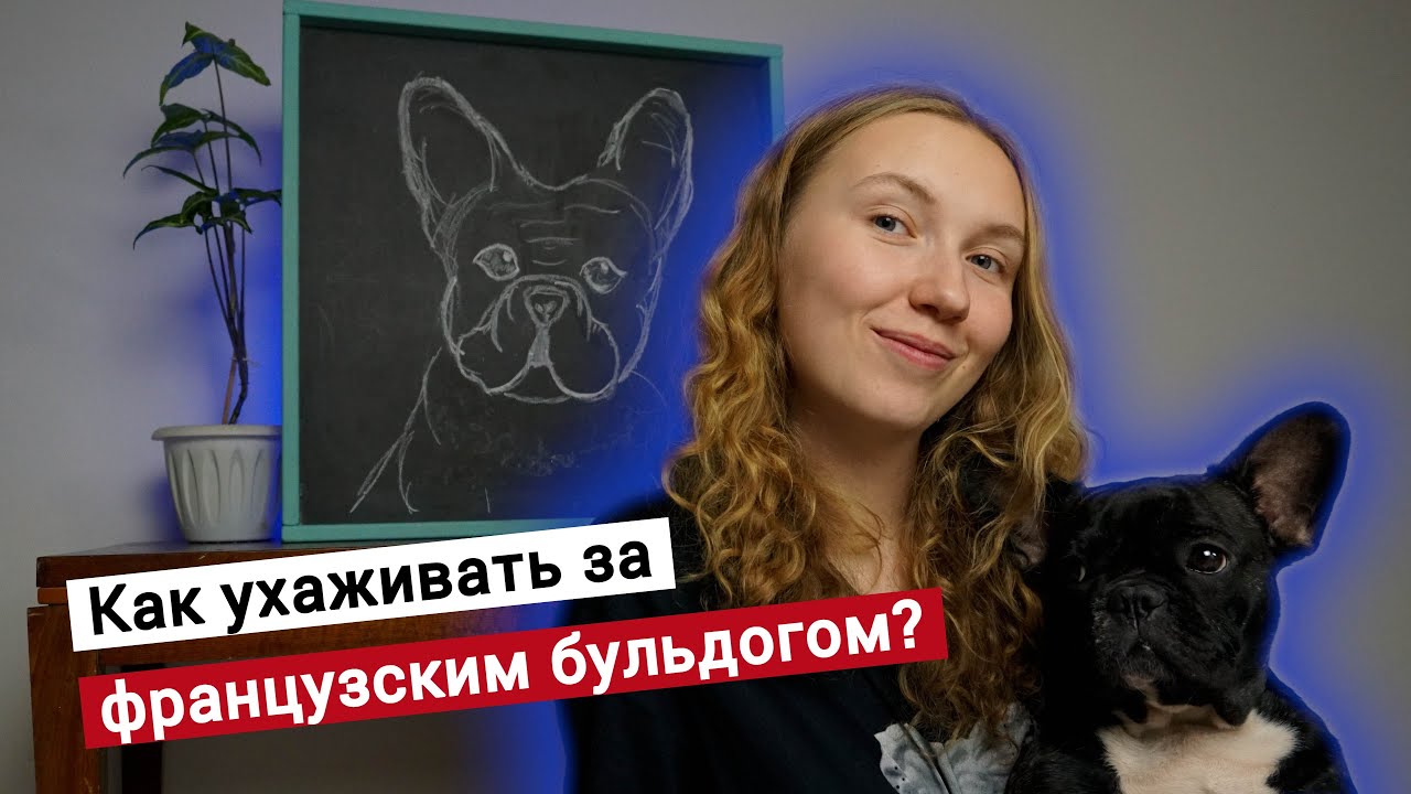 Французский бульдог. Как за ним ухаживать?