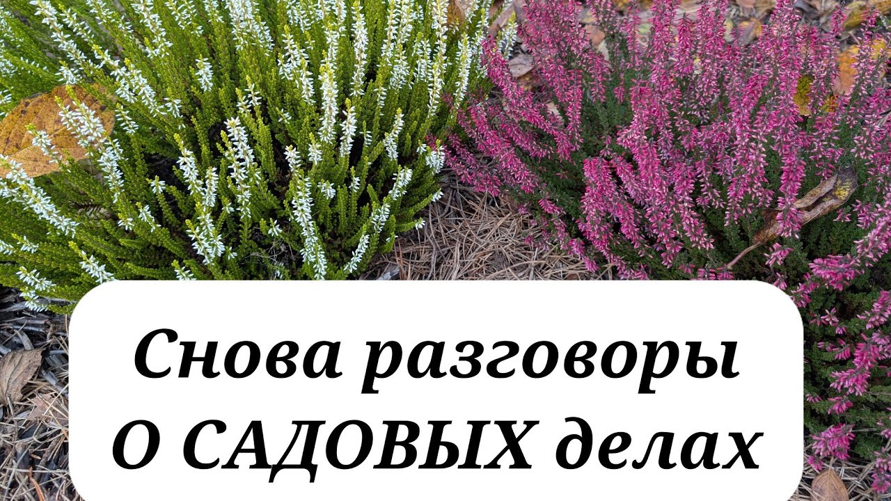 18 октября 2025 г.Обзор сада в Подмосковье/Рододендроны/Гортензии/Хвойные/Розы