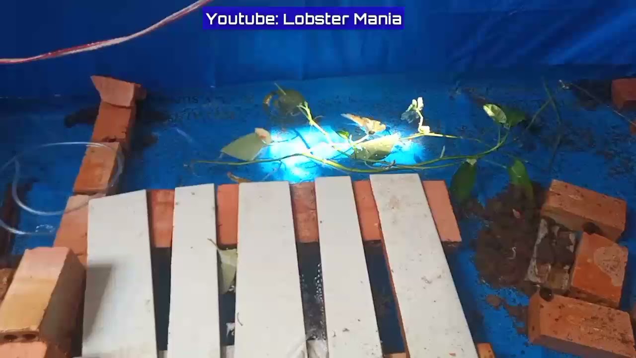 4 Penyebab Burayak Lobster Air Tawar Banyak Mati