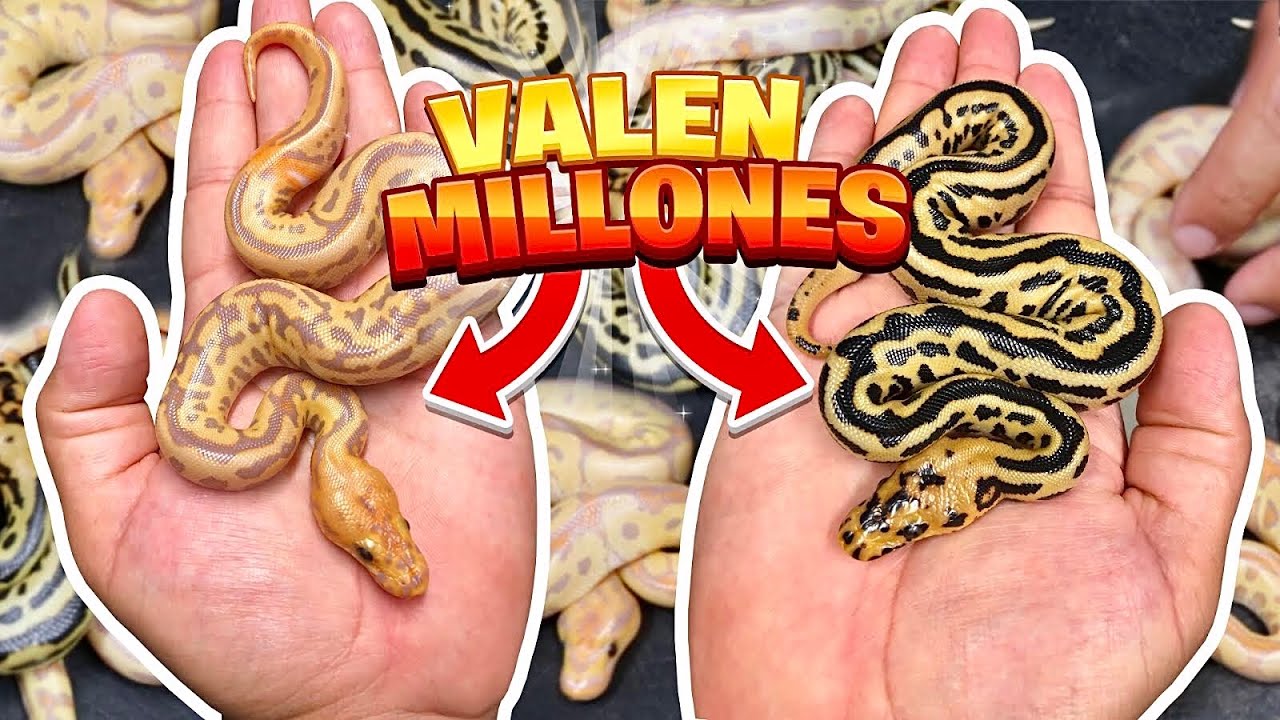 La Puesta Más Increíble Que He Tenido En Mi Vida