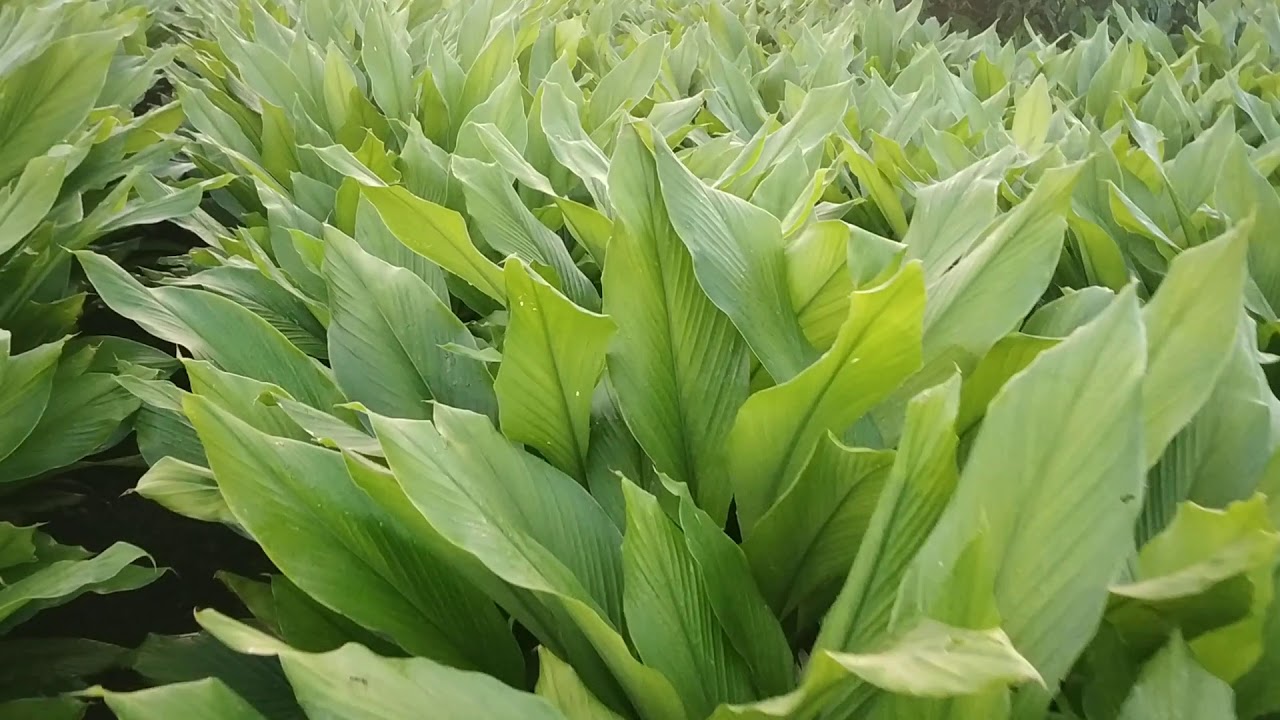 ACC 48 Pragati turmeric in Maharashtra