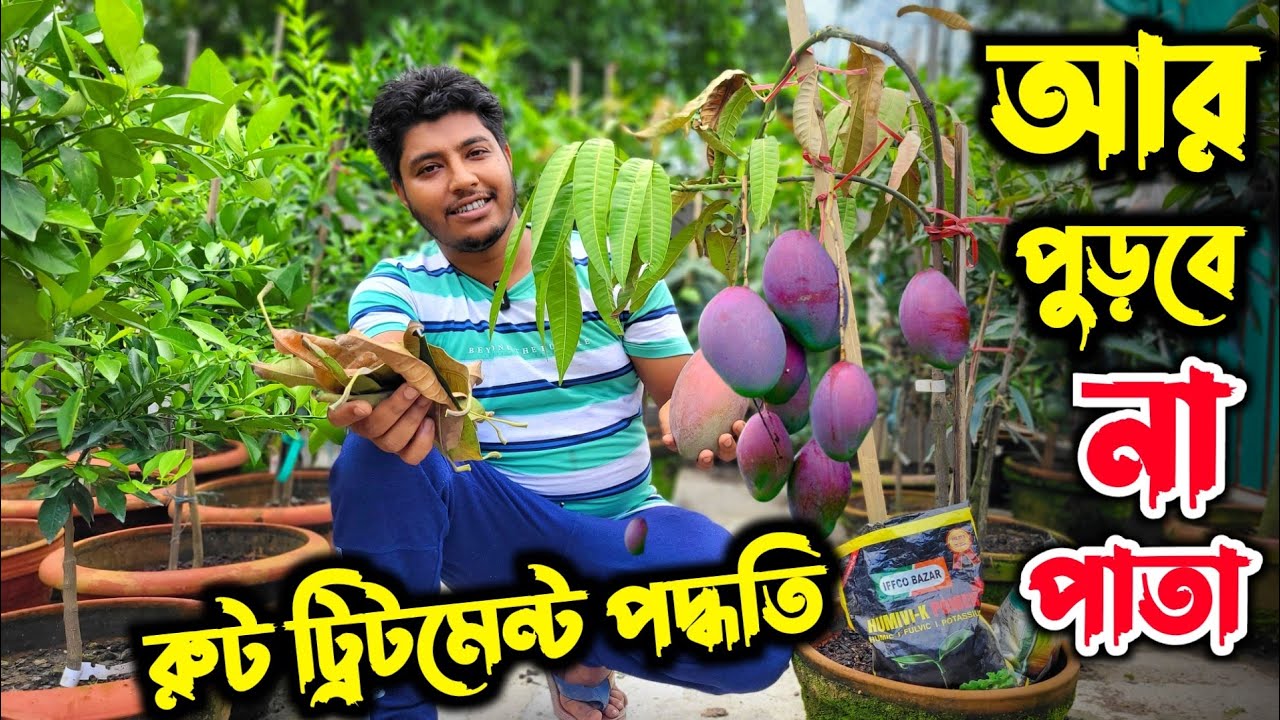 পাতা পোড়ার দিন শেষ। সমাধান মাত্র ২ মিনিটে। mango plants leaf burning easy solution.