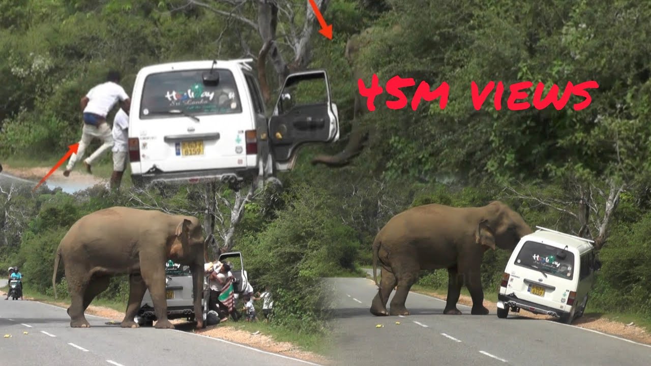 the best elephant attacks for ever 2023 #wildelephant #attack