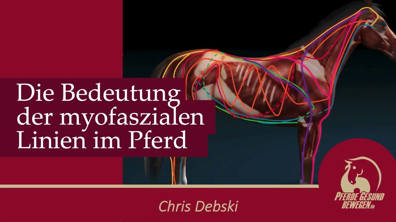 Myofasziale Linien beim Pferd - Ausschnitt aus dem Onlinekurs Anatomie und Biomechanik