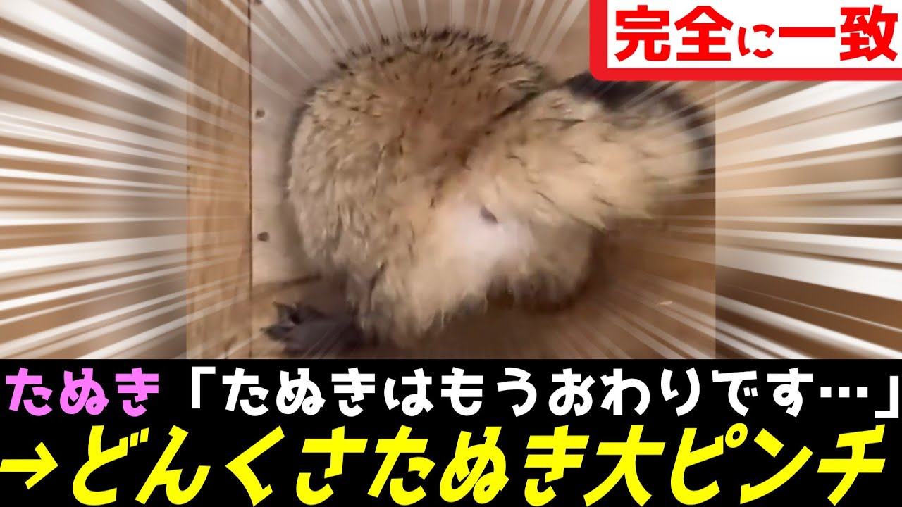穴にハマって動けなくなったタヌキさん、くっそかわいすぎるとバズりまくってしまうｗｗｗ