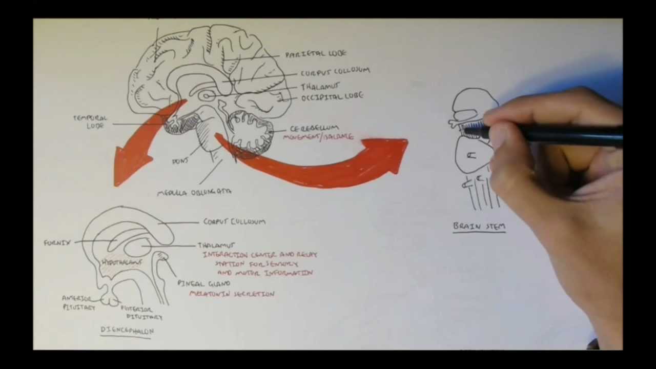 Brain Anatomy Overview - Lobes, Diencephalon, Brain Stem & Limbic System