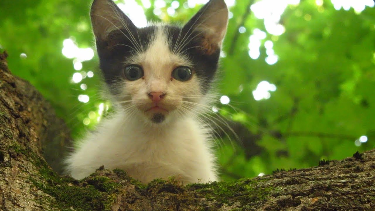 Kitten meow because it needs help to come down from the tree