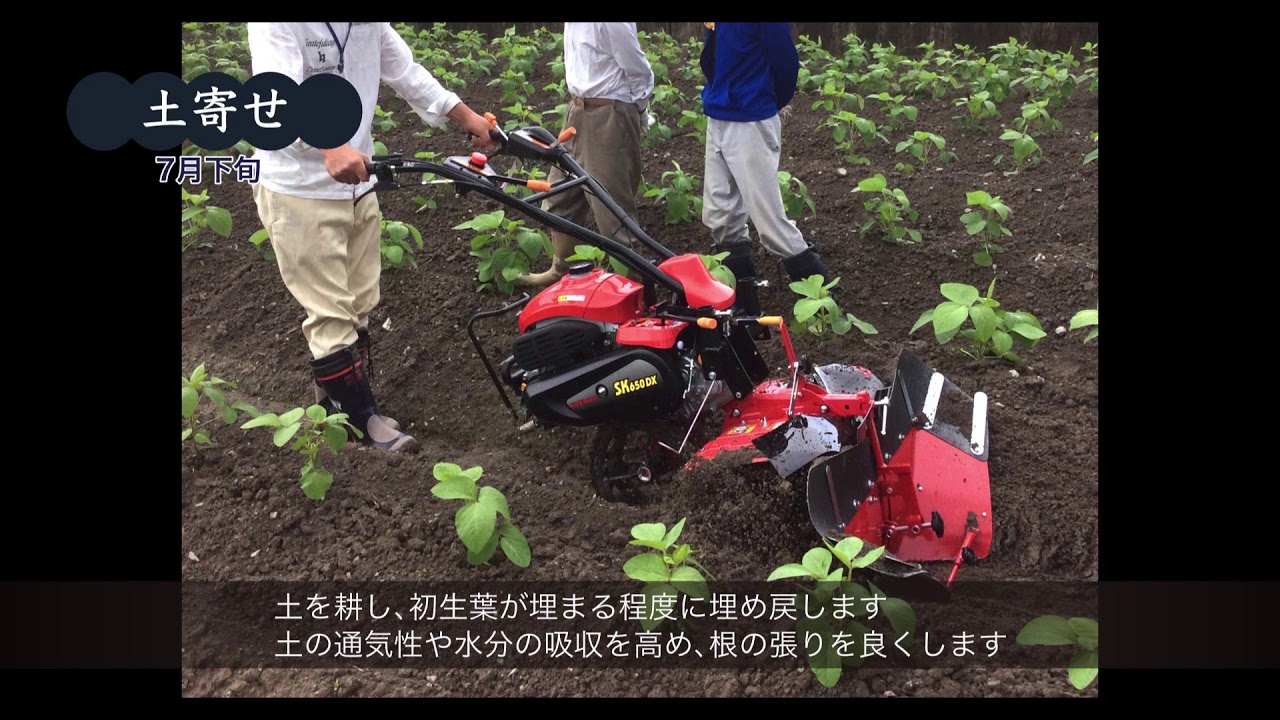 「JA丹波ささやま」黒豆暦〜黒枝豆のできるまで〜