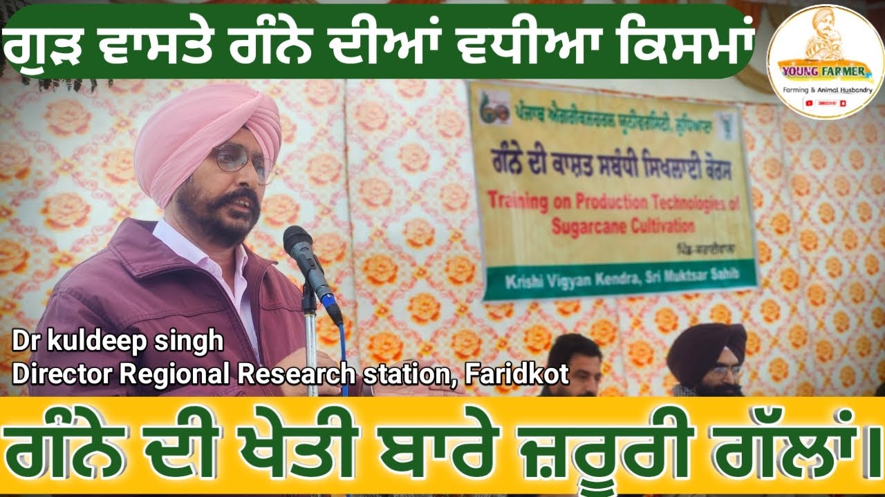 ਗੰਨੇ ਦੀ ਖੇਤੀ ਬਾਰੇ ਜ਼ਰੂਰੀ ਗੱਲਾਂ। ਗੰਨੇ ਤੋਂ ਗੁੜ ਬਣਾਉਣ ਵਾਸਤੇ ਰੱਖੋ ਆ ਗੱਲਾਂ ਦਾ ਧਿਆਨ।#sugarcane