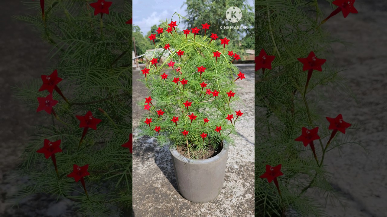Cypress vine Star vine plant grow #shorts #gardening #flowers #cypressvine