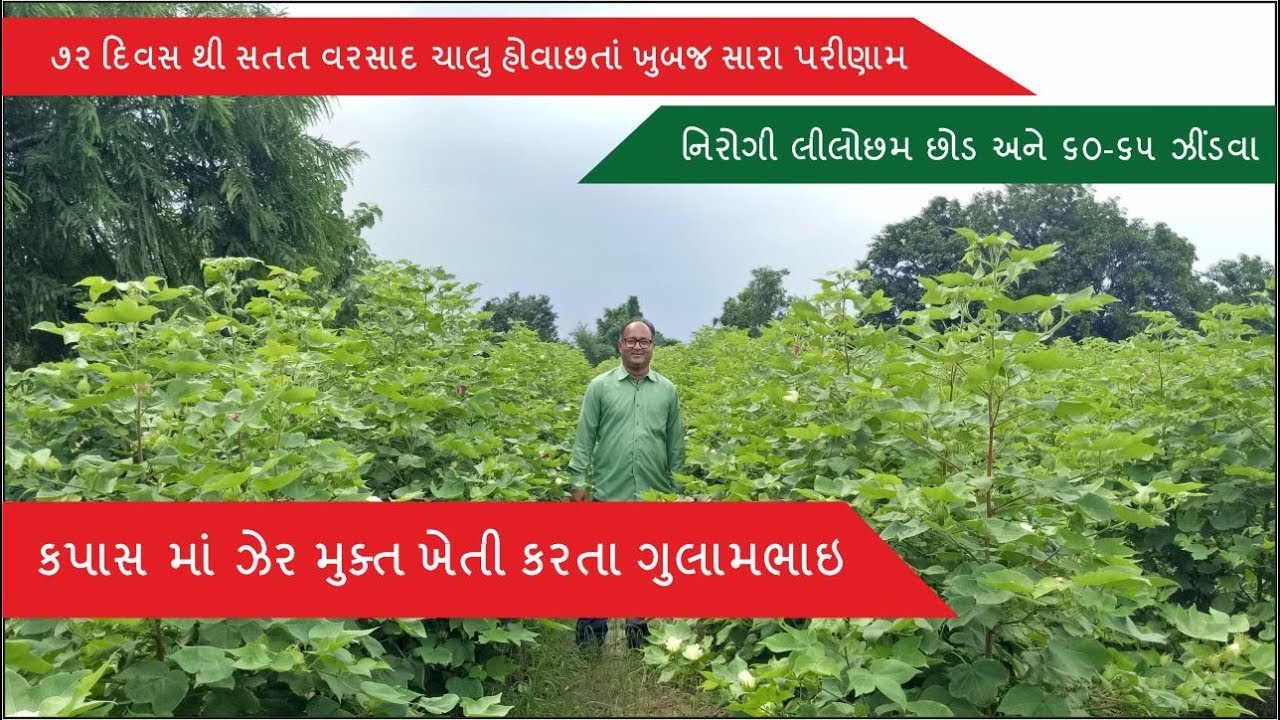 ઝેર મુક્ત ખેતી કરતા ગુલામભાઇ ની ખેતી જોવા અચૂક આ વિડિઓ જુવો