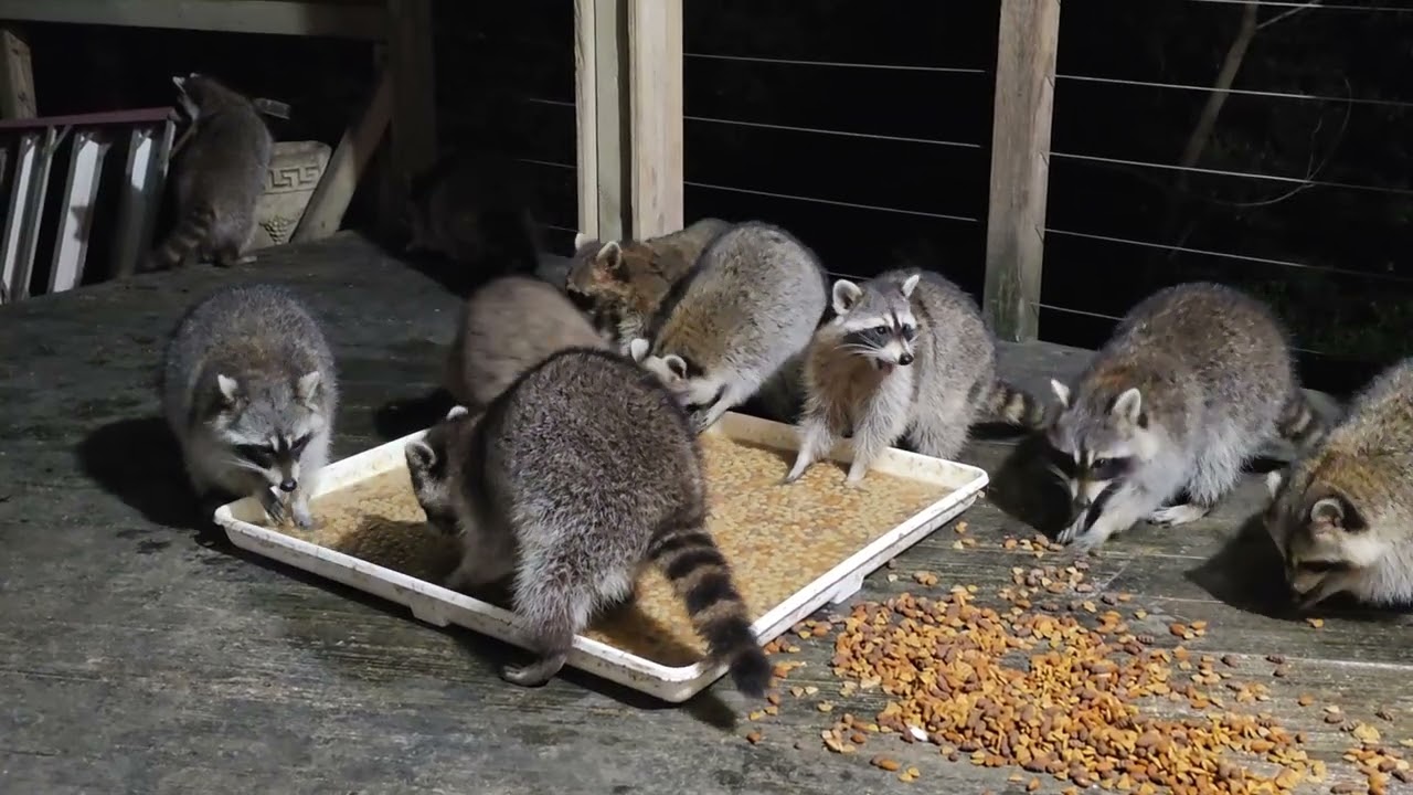 Sunday March 15th raccoons feasting before the storms come in ❤️❤️