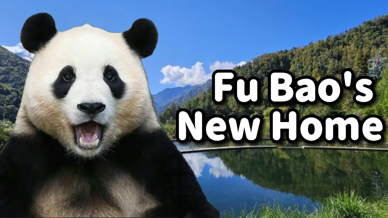How is Fu Bao's Future Home--Wolong Shenshuping Panda Base In China? Let's Take a Tour and See.