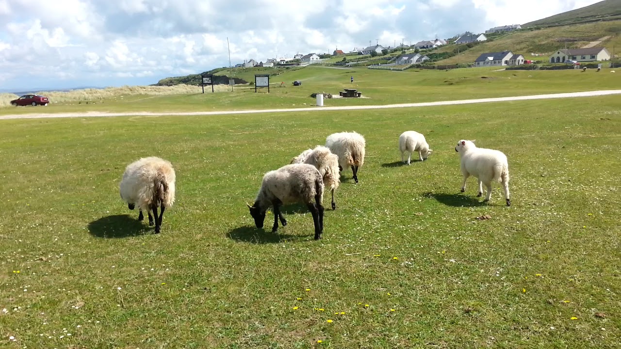 Racing the sheep in Achill Island