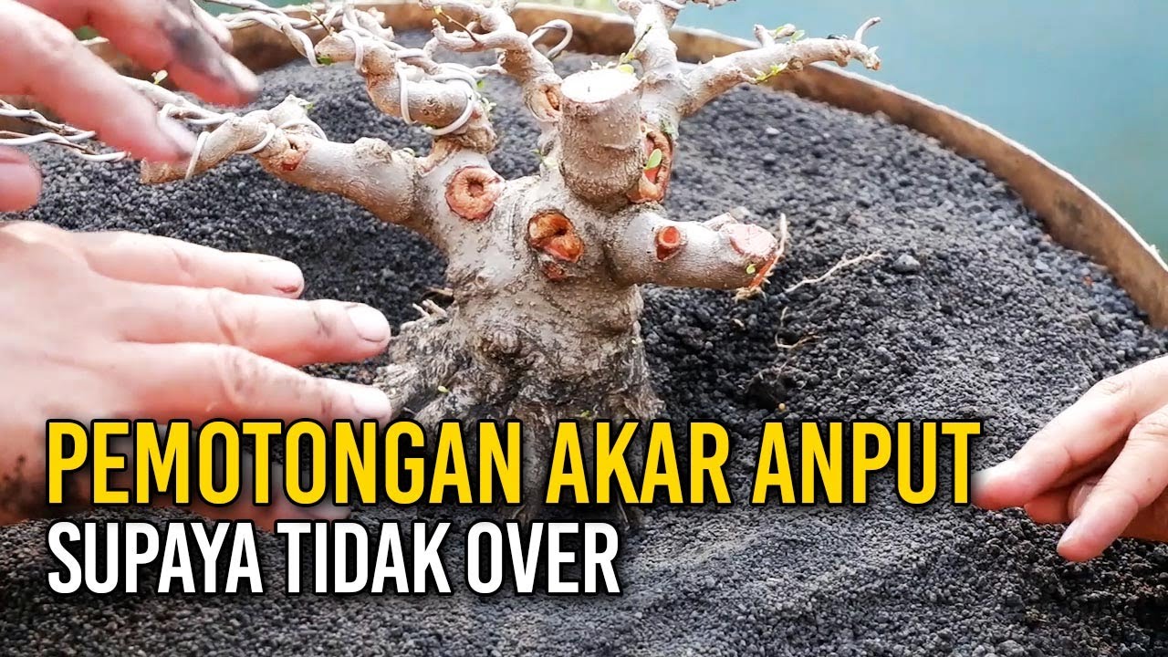 PEMOTONGAN AKAR BONSAI ANTING PUTRI