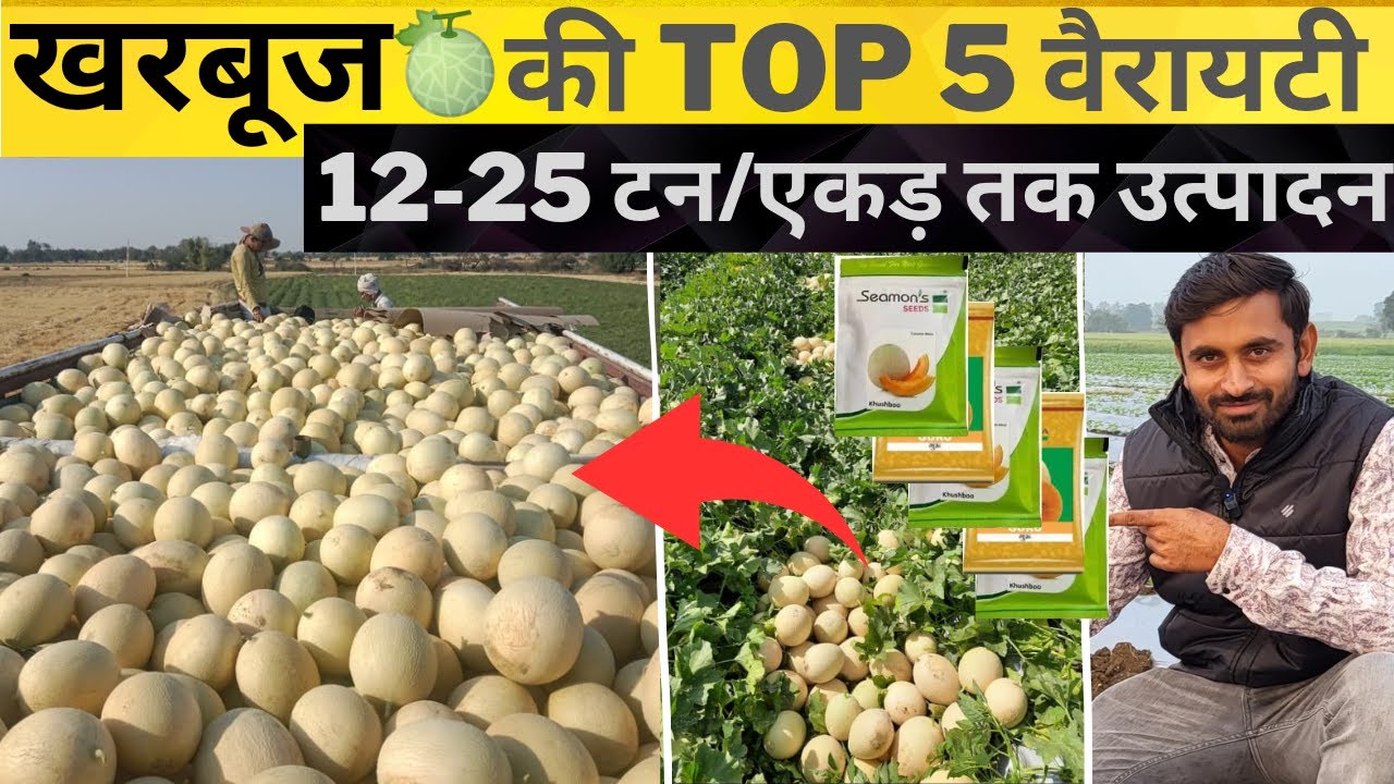 kharbuj🍈ki top 5 variety | खरबूज की टॉप 5 वैरायटी | muskmelon farming 2024-25 |#kharbuja |#muskmelon
