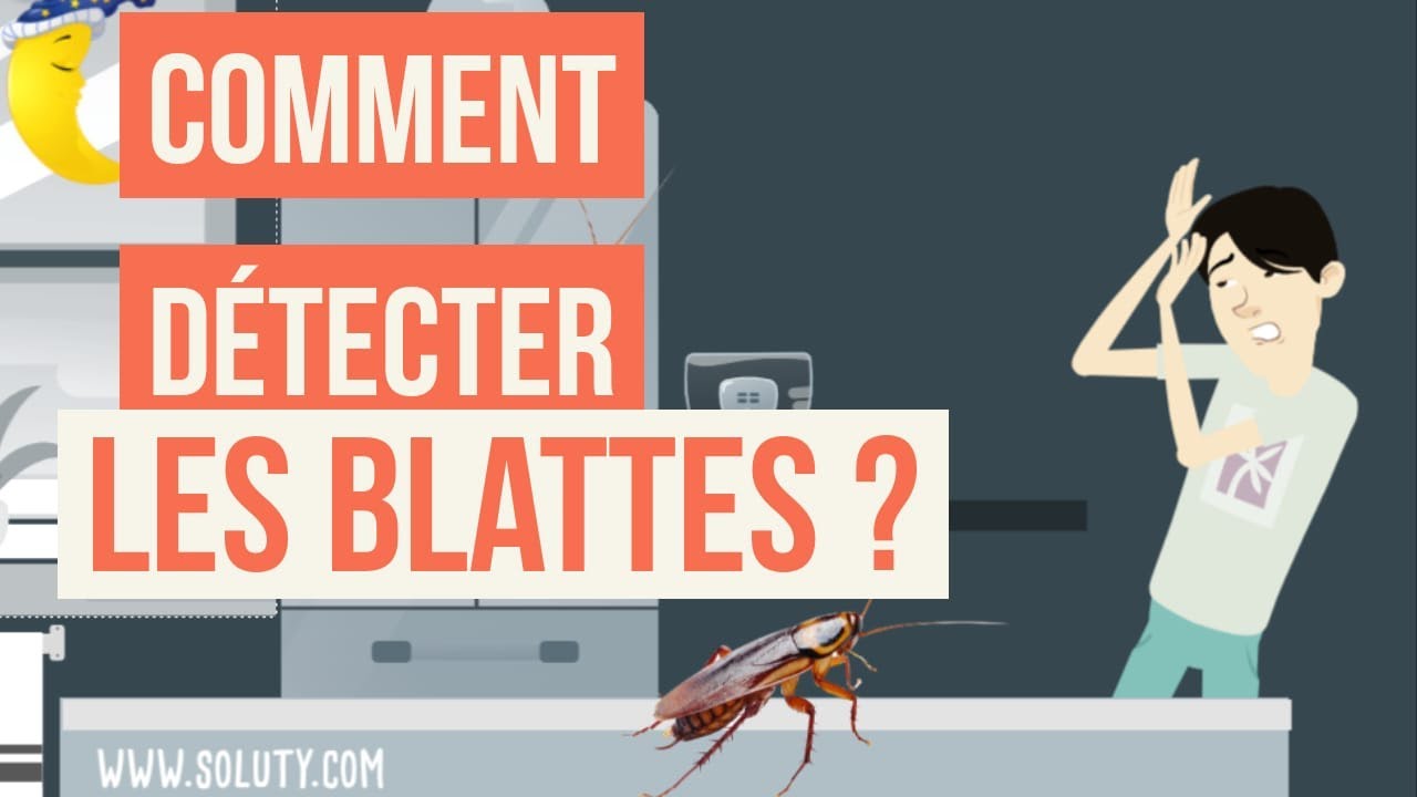 Conseils en détection blattes et Comment savoir si vous avez des cafards dans votre logement ?