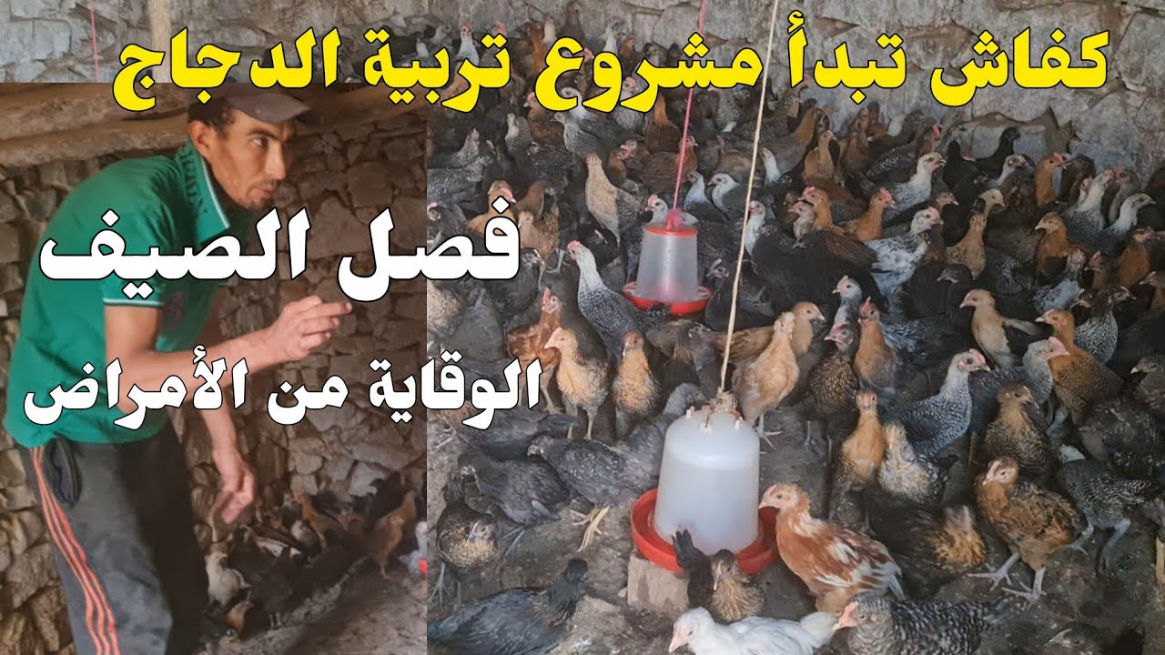 مشروع تربية الدجاج  من الفلوس  فصل الصيف الوقاية من الامراض