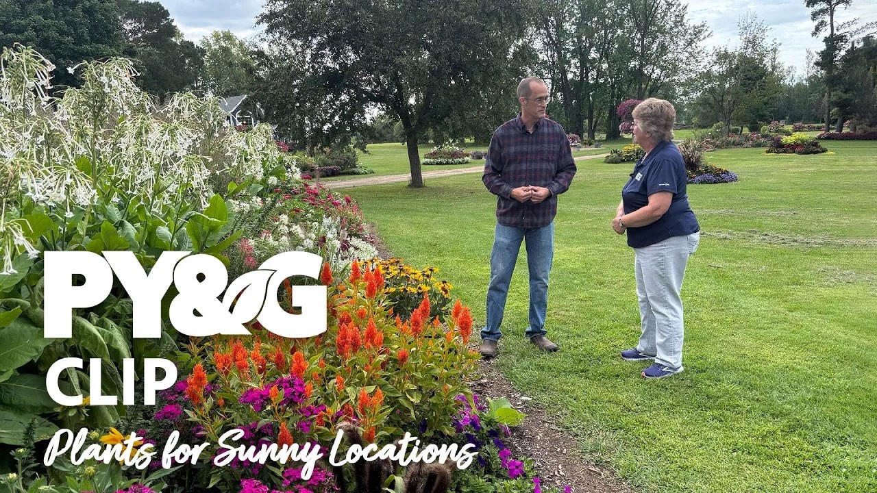 Plants for Sunny Locations | Flower Power | Prairie Yard & Garden 3910