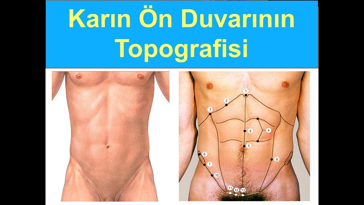 Karın Ön Duvarının Topografisi YAYDAR