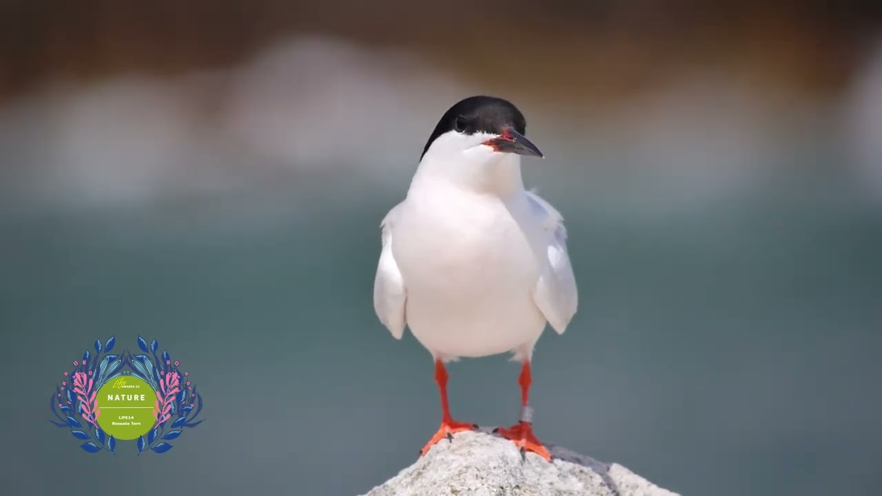 LIFE Awards 2022 | Nature: LIFE14 Roseate Tern