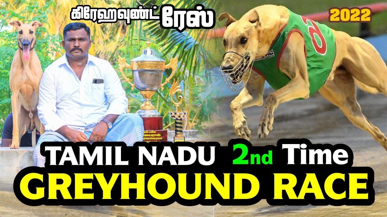 Greyhound Dog Race | Tamil Nadu 2nd Time |  கிரே ஹவுண்ட் சீசர் கிளப் ரேஸ் |