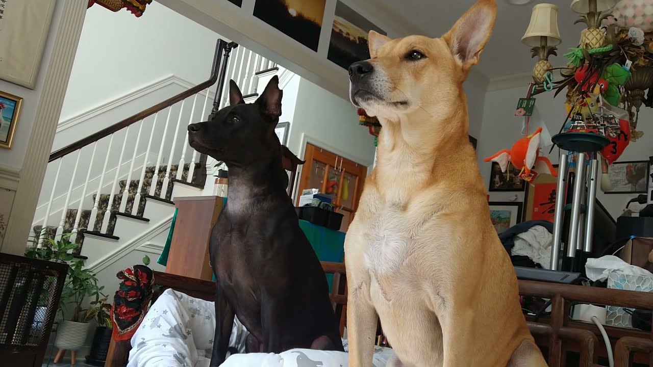 two domestic wild dogs on guard, Carolina dog, Americn dingo, Taiwan dog, FMD
