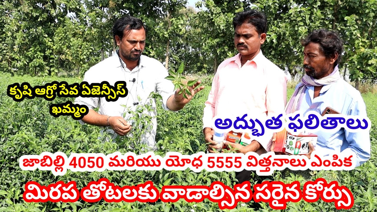 Chilli cultivation telugu | Mirchi farming telugu | Mirapa sagu | Chilli farming telugu | Mirchi 