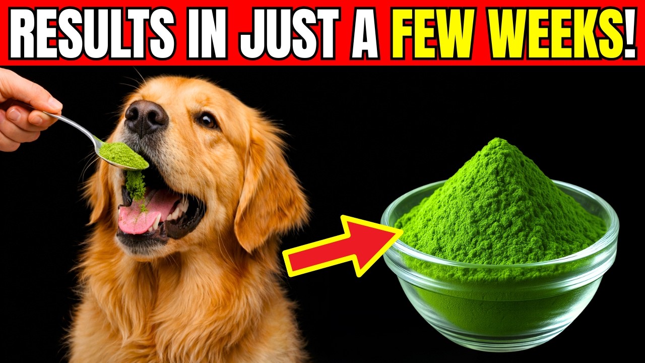 PET OWNERS, these SIMPLE INGREDIENTS can strengthen your dog’s JOINTS in JUST A FEW WEEKS