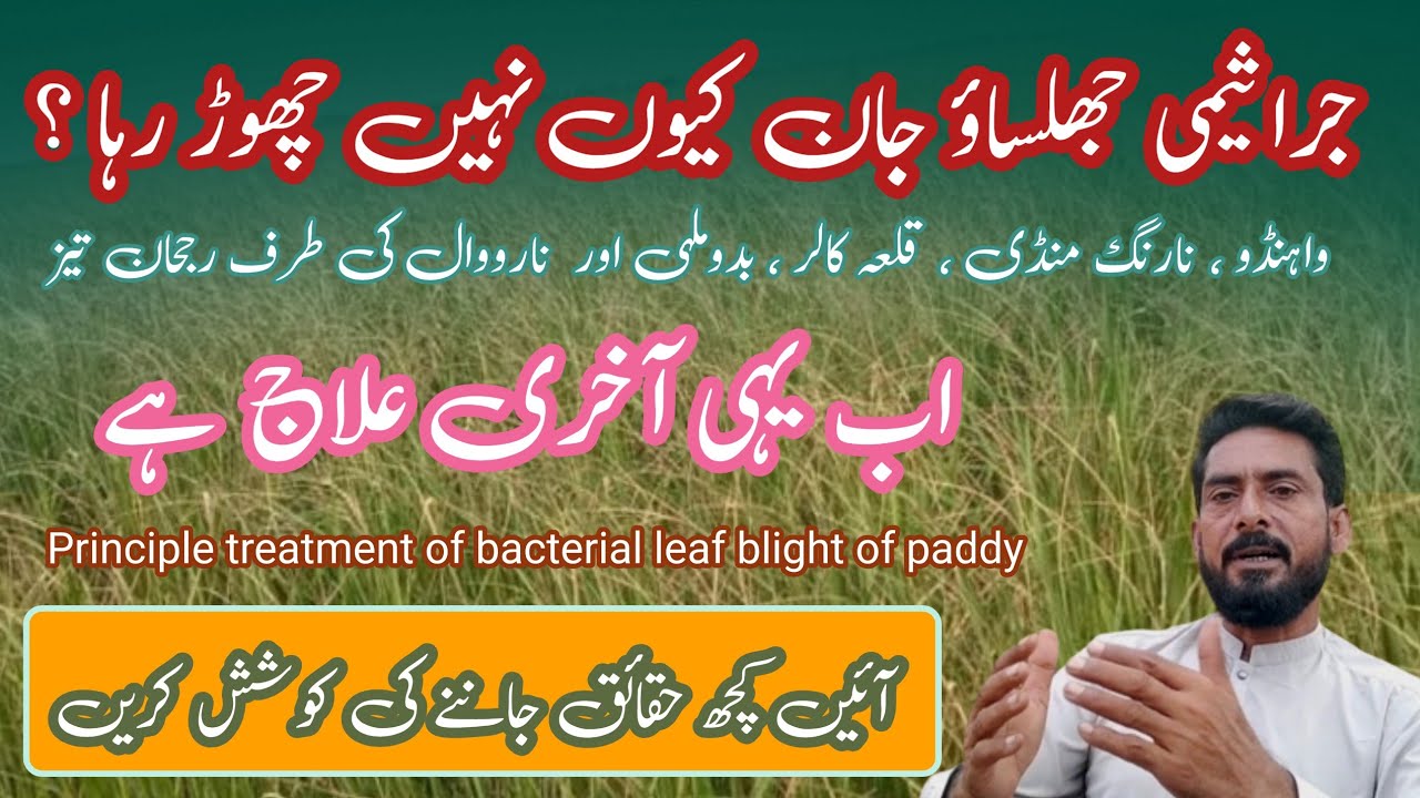 Bacterial Leaf Blight of rice || Principle treatment of bacterial leaf blight of paddy۔