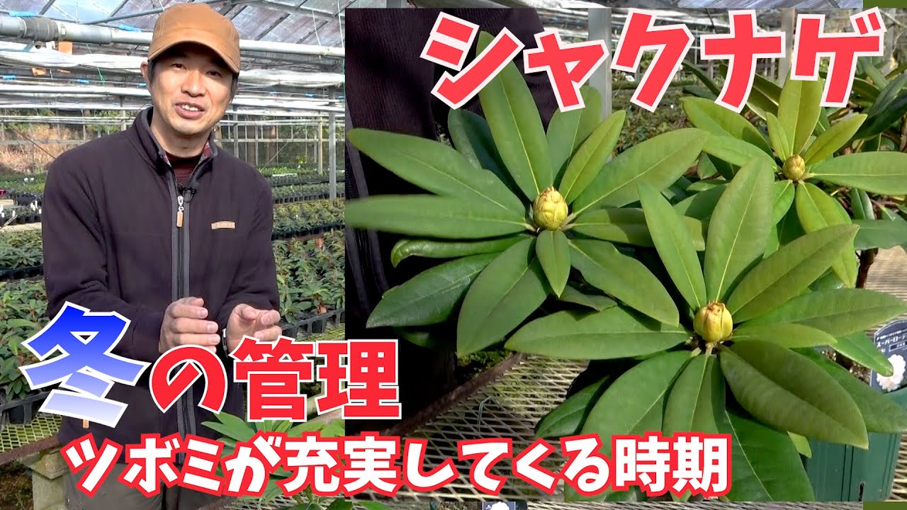 【シャクナゲ】春に向けて株を育てる！冬の管理のポイント【赤塚植物園農場だより】