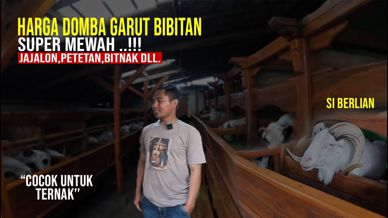 Review Harga Domba Garut Bibitan Super Mewah !!! Jajalon,Petetan,Bitnak,Dll Dan Cocok Untuk Ternak.