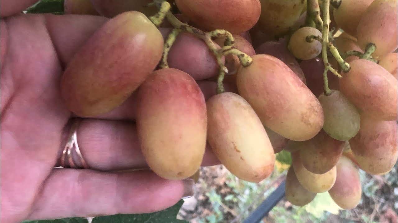 ГФ Фаберже - чудовий вигляд і смак. Коротенько про смачненьке 5.09.25 р.