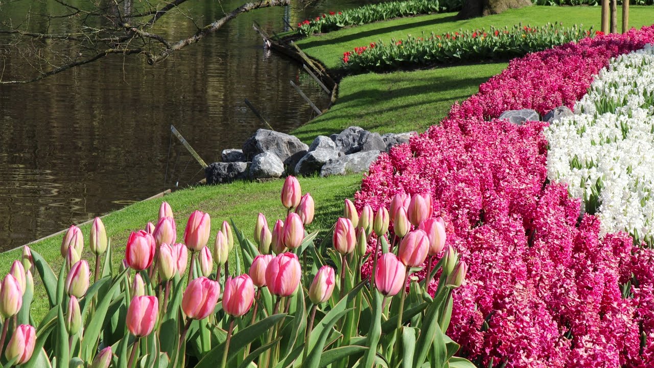 Beautiful Keukenhof Garden 2021 - 4K