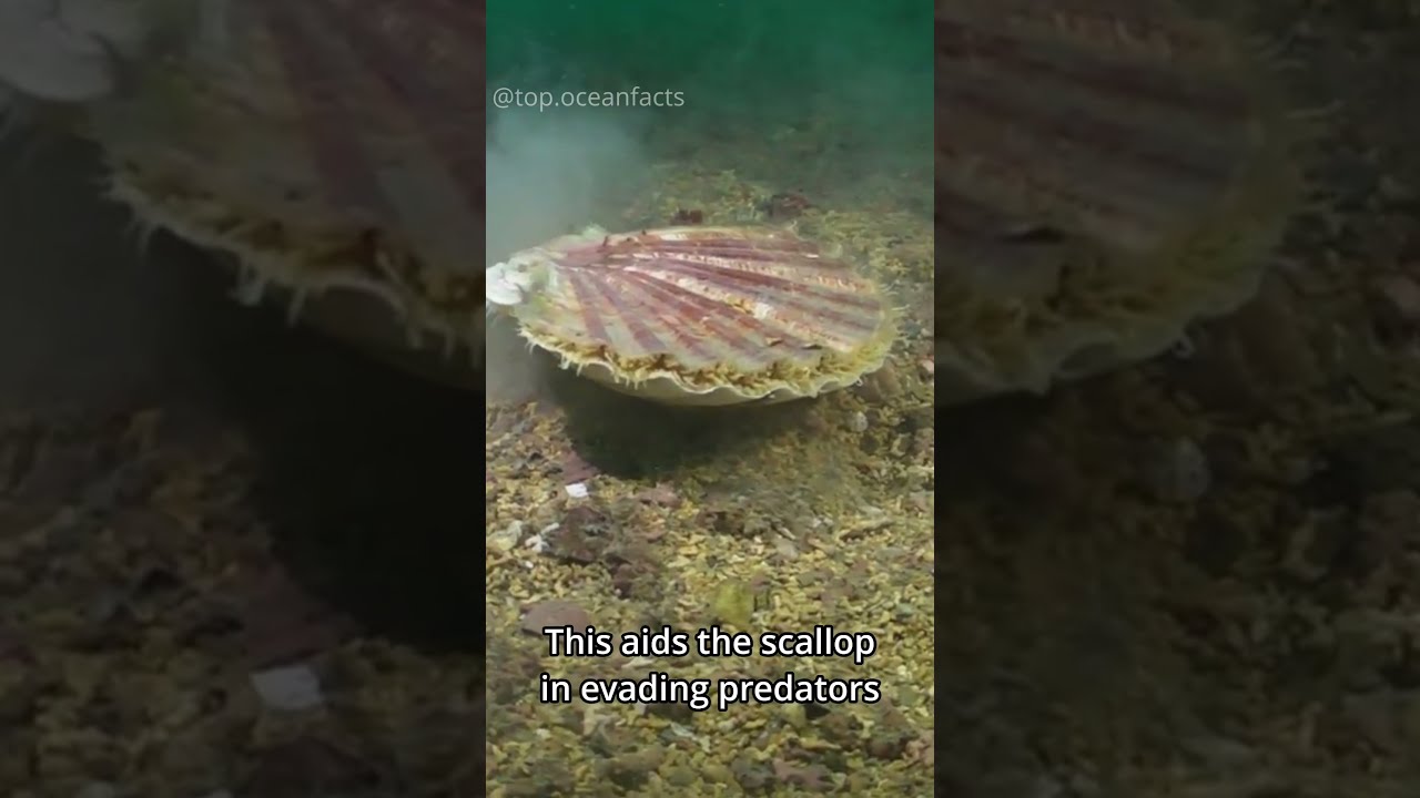 This Shell Can Swim!