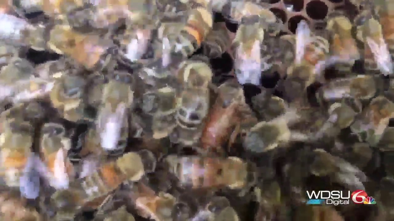 Meet 'JP the Bee Man:' Southeast Louisiana beekeeper takes us into bee removal process