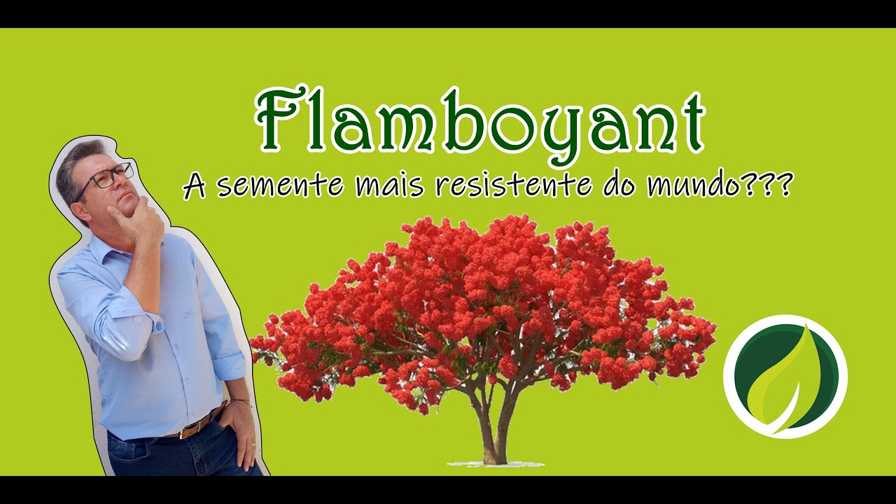Como germinar sementes de flamboyant bem rápido e fácil