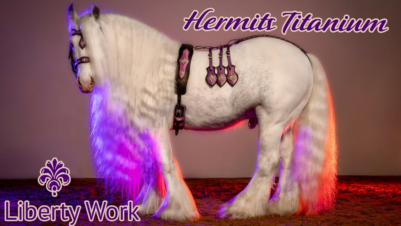 Hermits Titanium • Liberty Work (Работа с лошадью на свободе)