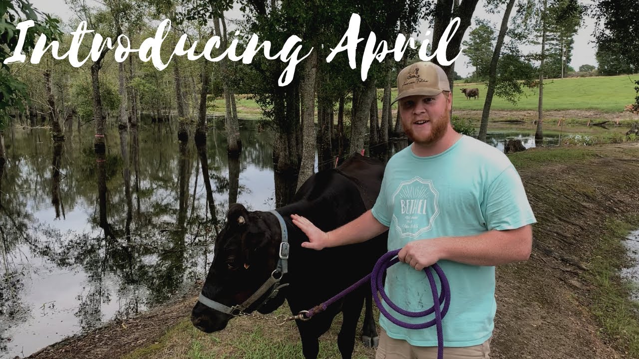 Introducing April Our Dexter Jersey Milk Cow