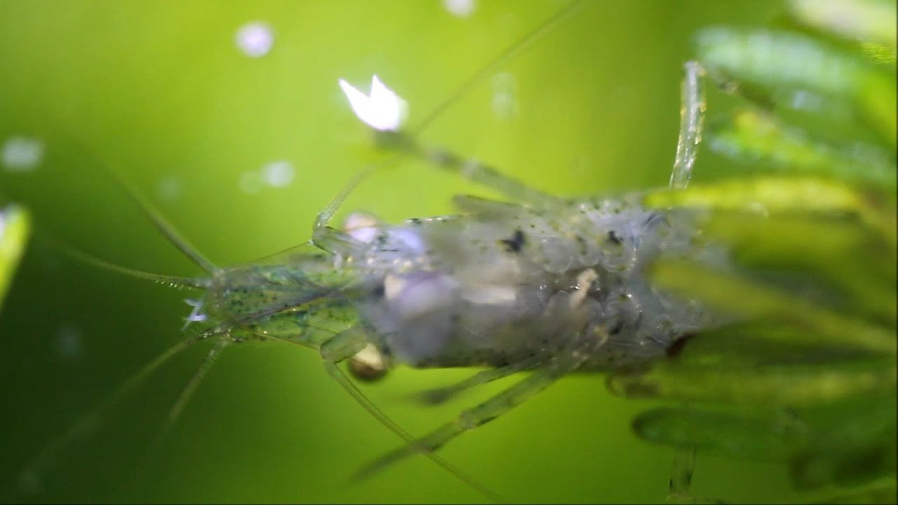 [HD] ミナミヌマエビ 魅惑の催眠ツマツマ(全画面推奨ｗ)  Surface Feeding Neocaridina denticulata