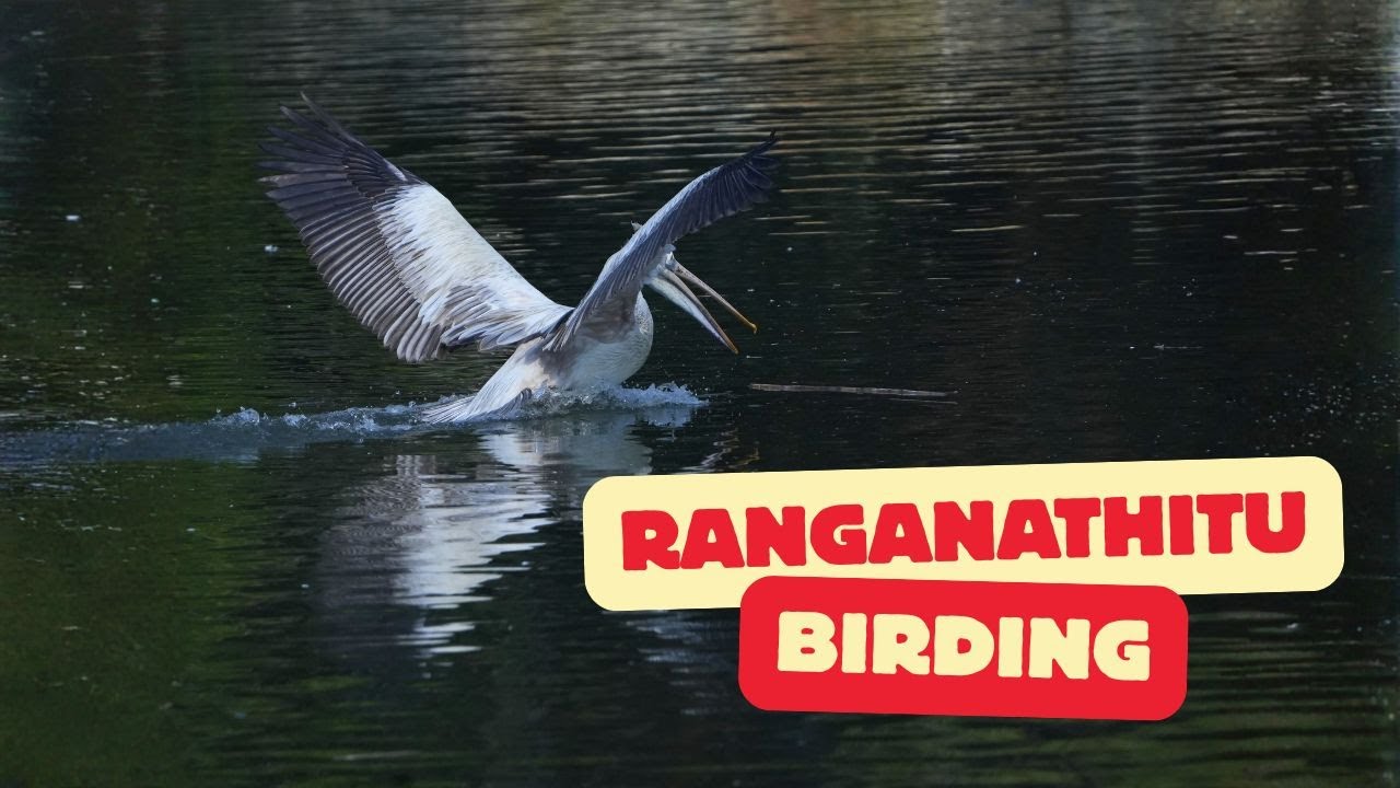 What's Happening to BIRDS in Ranganathittu Sanctuary?