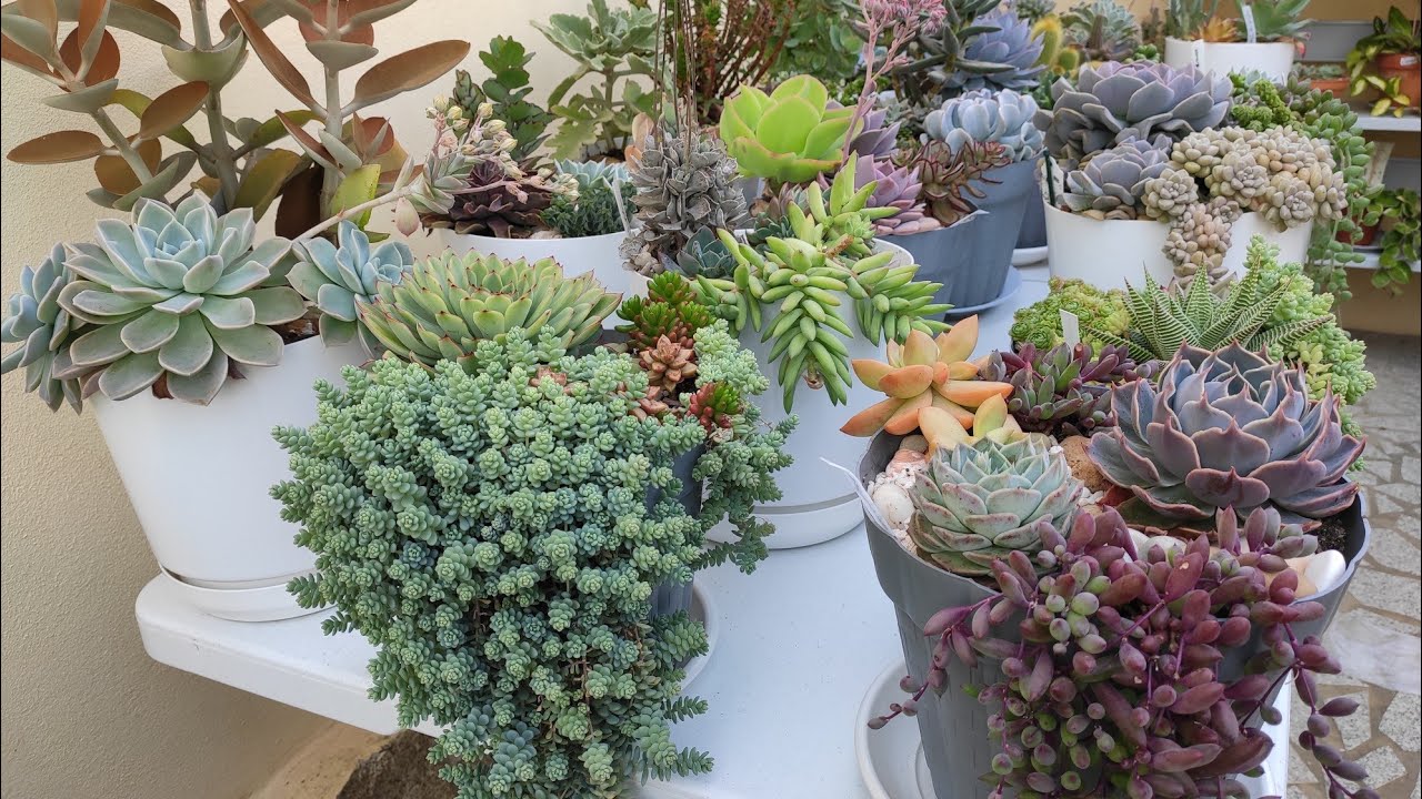 #Passeio por lindas suculentas e cactos floridos venha se encantar 💖🌵🍀💖🌵🍀