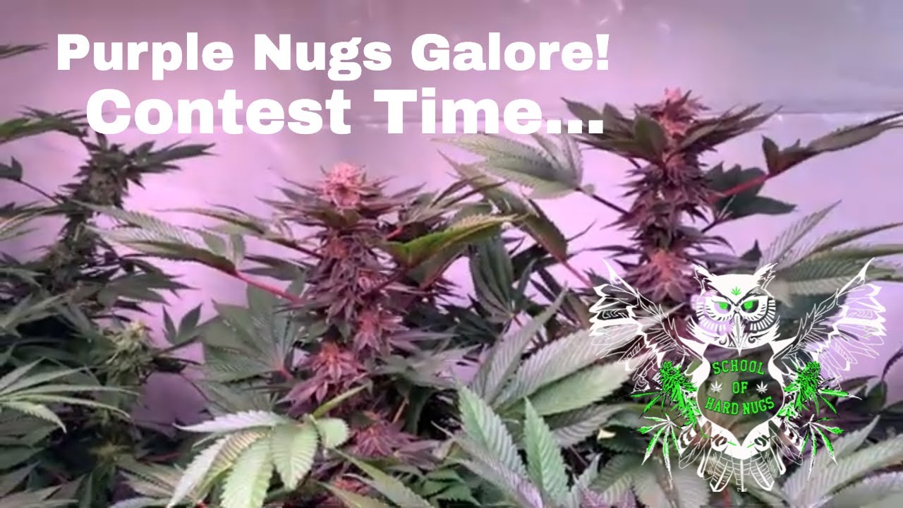 Contest Time! Garden Tour Day 42 of Flower in our LED Grow from Seed